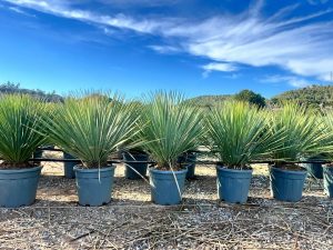 Palma - Yucca rostrata Blue - 100 cm