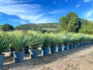 Palma - Yucca rostrata Blue - 100 cm