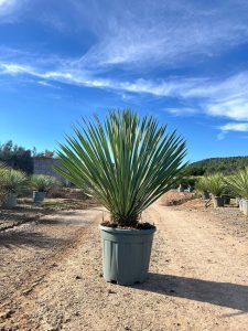 Palma - Yucca rostrata Blue - 100 cm