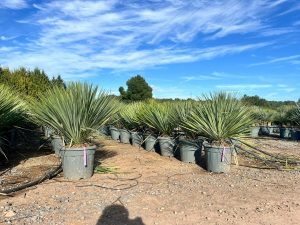 Palma - Yucca rostrata Blue - 100 cm