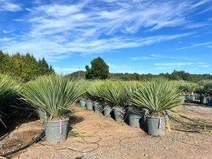 Palma - Yucca rostrata Blue - 100 cm