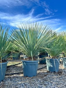 Palma - Yucca rostrata Blue - 100 cm