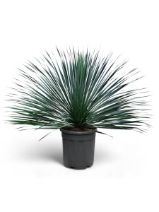 Palma - Yucca rostrata Blue - 100 cm