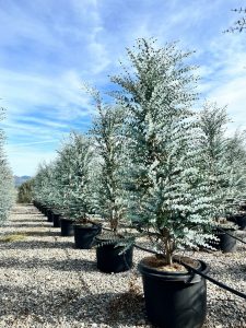 Eucalyptus gunnii - 200 cm