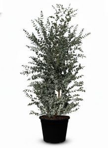 Eucalyptus gunnii - 200 cm