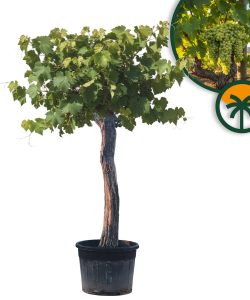 Winorośl na pniu – Vitis vinifera XXL – 220 cm