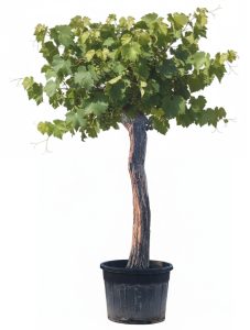 Winorośl na pniu – Vitis vinifera XXL – 220 cm