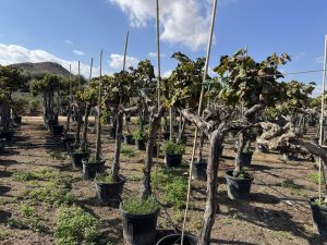 Winorośl właściwa na pniu - Vitis vinifera - 200 cm