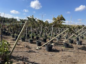 Winorośl właściwa na pniu - Vitis vinifera - 200 cm
