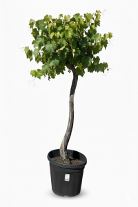 Winorośl właściwa na pniu - Vitis vinifera - 200 cm