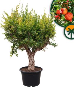 Drzewko granatu XXXL - Punica granatum - 220-240 cm