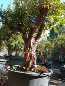 Drzewko granatu XXXL - Punica granatum - 220-240 cm