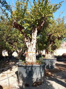 Drzewko granatu XXXL - Punica granatum - 220-240 cm
