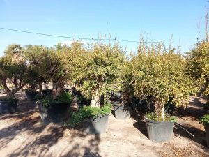 Drzewko granatu XXXL - Punica granatum - 220-240 cm