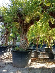 Drzewko granatu XXXL - Punica granatum - 220-240 cm