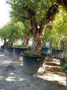 Drzewko granatu XXXL - Punica granatum - 220-240 cm