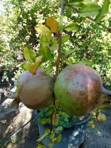Drzewko granatu XXXL - Punica granatum - 220-240 cm