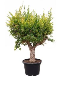 Drzewko granatu XXXL - Punica granatum - 220-240 cm