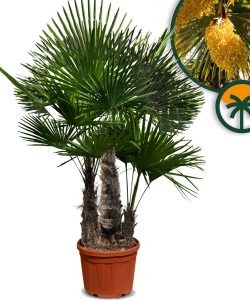 Palma - Trachycarpus fortunei Wielopniowy - 220-240 cm