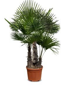 Palma - Trachycarpus fortunei Wielopniowy - 220-240 cm