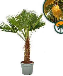 Palma - Trachycarpus fortunei - pień 50-60 cm - 180-200 cm