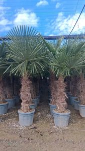Palma - Trachycarpus fortunei - pień 50-60 cm - 180-200 cm