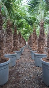 Palma - Trachycarpus fortunei - pień 50-60 cm - 180-200 cm