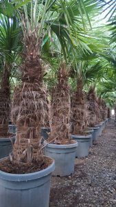 Palma - Trachycarpus fortunei - pień 50-60 cm - 180-200 cm