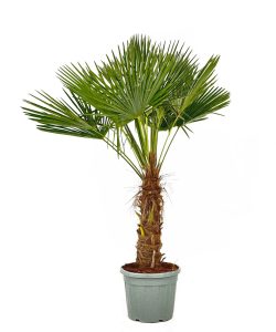Palma - Trachycarpus fortunei - pień 50-60 cm - 180-200 cm