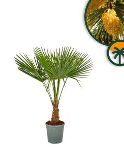 Palma - Trachycarpus fortunei - wysokość pnia 20-30 cm - wysokość całkowita 120-140 cm