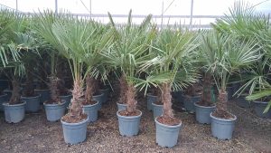 Palma - Trachycarpus fortunei - wysokość pnia 20-30 cm - wysokość całkowita 120-140 cm