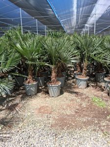 Palma - Trachycarpus fortunei - wysokość pnia 20-30 cm - wysokość całkowita 120-140 cm
