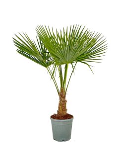 Palma - Trachycarpus fortunei - wysokość pnia 20-30 cm - wysokość całkowita 120-140 cm