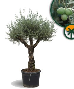 Drzewo oliwne - Olea europaea - Rozkrzewione - 80 lat - 240 cm