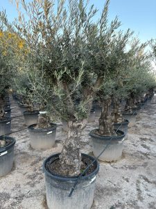 Drzewo oliwne - Olea europaea - Rozkrzewione - 80 lat - 240 cm