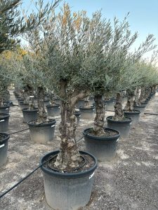 Drzewo oliwne - Olea europaea - Rozkrzewione - 80 lat - 240 cm