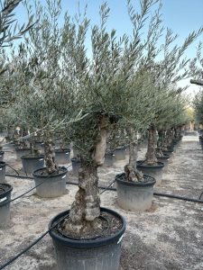 Drzewo oliwne - Olea europaea - Rozkrzewione - 80 lat - 240 cm