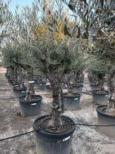 Drzewo oliwne - Olea europaea - Rozkrzewione - 80 lat - 240 cm