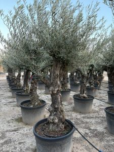 Drzewo oliwne - Olea europaea - Rozkrzewione - 80 lat - 240 cm