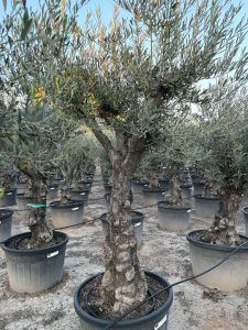 Drzewo oliwne - Olea europaea - Rozkrzewione - 80 lat - 240 cm