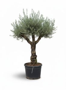 Drzewo oliwne - Olea europaea - Rozkrzewione - 80 lat - 240 cm