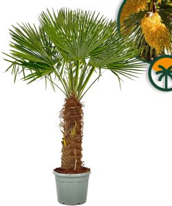 Palma - Trachycarpus fortunei - 80-100 cm