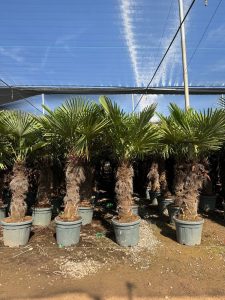 Palma - Trachycarpus fortunei - 80-100 cm
