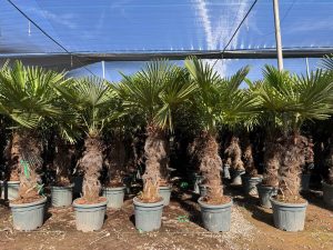 Palma - Trachycarpus fortunei - 80-100 cm