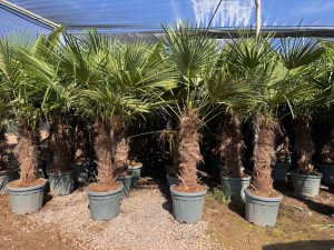Palma - Trachycarpus fortunei - 80-100 cm