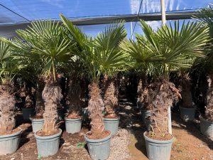 Palma - Trachycarpus fortunei - 80-100 cm