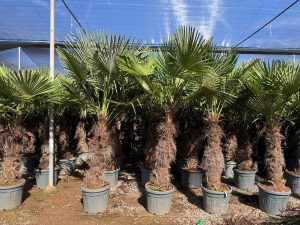 Palma - Trachycarpus fortunei - 80-100 cm