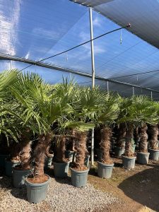 Palma - Trachycarpus fortunei - 80-100 cm