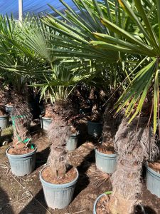 Palma - Trachycarpus fortunei - 80-100 cm