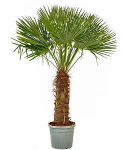Palma - Trachycarpus fortunei - 80-100 cm